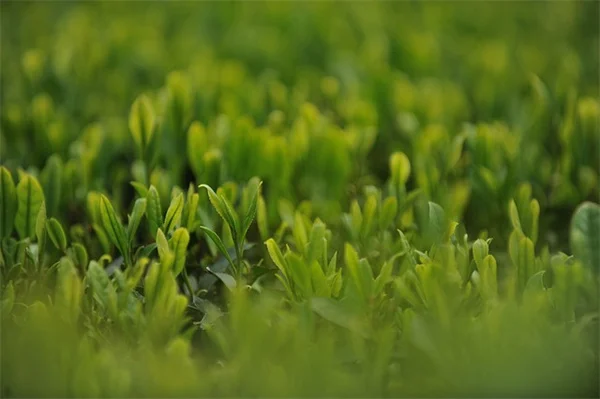 コレオプシスの病気と害虫対策【実践的な方法でがっちり解決】
